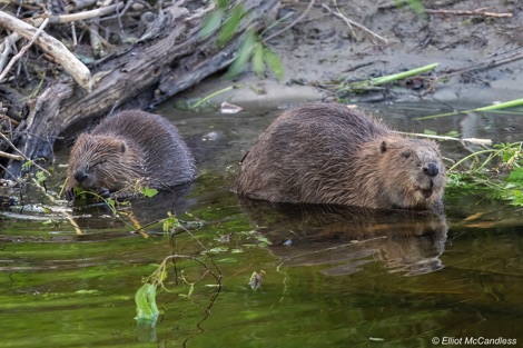 Two beavers eating